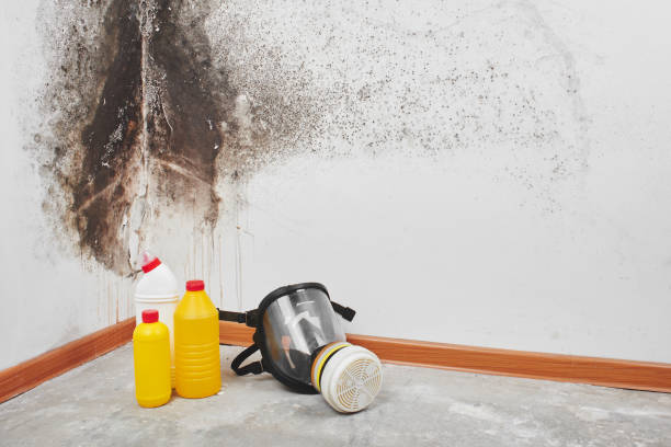 Best Crawl Space Mold Removal  in Wanatah, IN