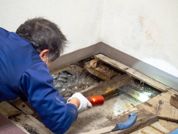 Best Mold Testing  in Wanatah, IN
