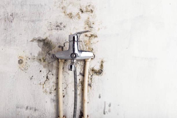 Best Mold Inspection  in Wanatah, IN