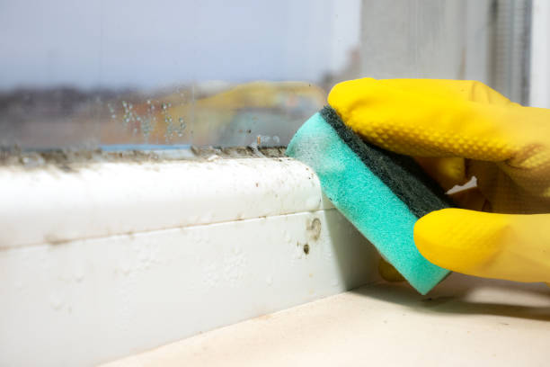 Best Attic Mold Removal  in Wanatah, IN
